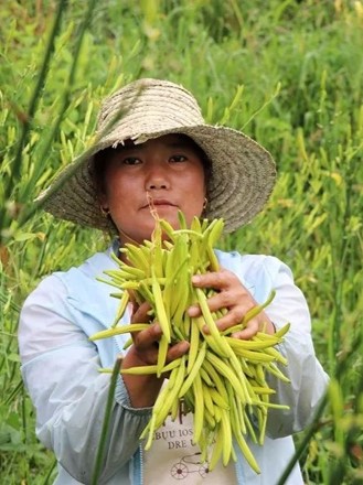 山西云州|补齐产业短板,打造“小黄花大产业”