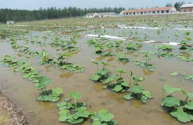  陕西省土地工程建设集团土地综合开发有限责任公司开发莲菜池2000亩(图1)